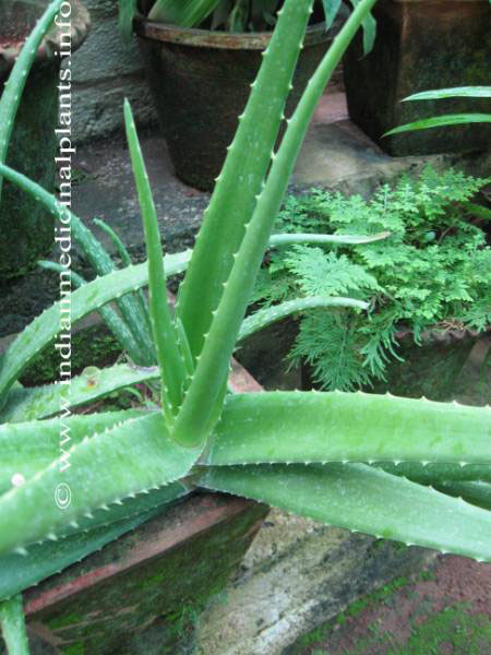 Aloe-vera-kumari 