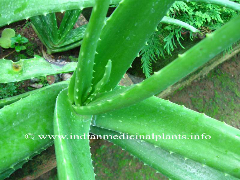 Aloe-vera-kumari 