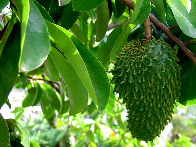 Annona muricata
