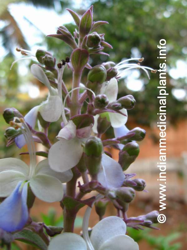 Clerodendrum infortunatum