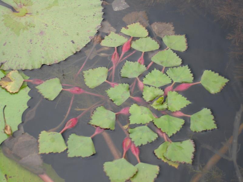 Trapa bispinosa