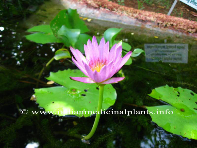 Nymphaea-stellata-Lotus
