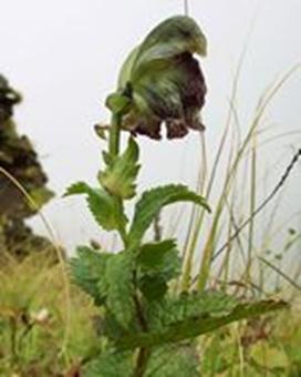 ATIVISA - Aconitum heterophyllum ( Medicinal Plant )