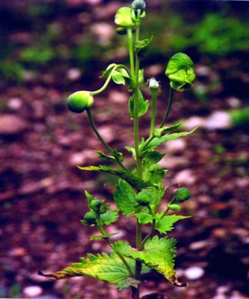 ATIVISA - Aconitum heterophyllum ( Medicinal Plant )