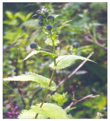 ATIVISA - Aconitum heterophyllum ( Medicinal Plant )