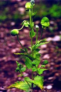 Aconitum heterophyllum- Ativisha