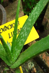 Aloe vera-kumari