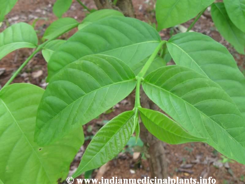 Holarrhena antidysenterica