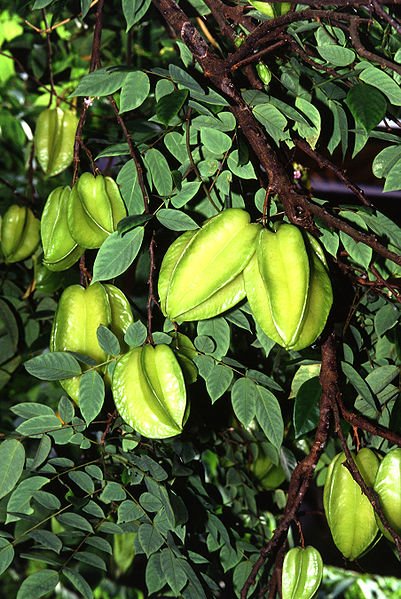 Averrhoa carambola.jpg