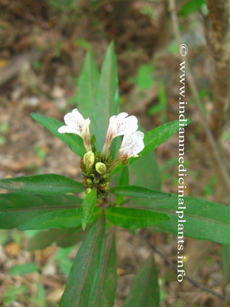 justicia gerandurossa.jpg