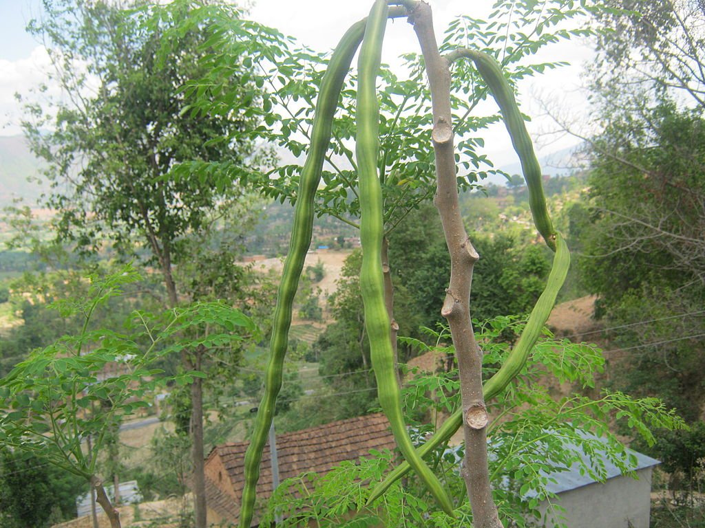 Moringa-oleifera