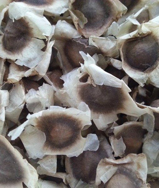 Moringa-oleifera-seed