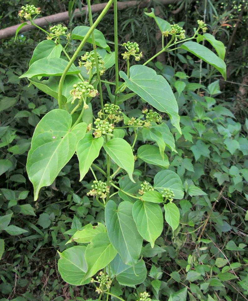 Cosmostigma-racemosum