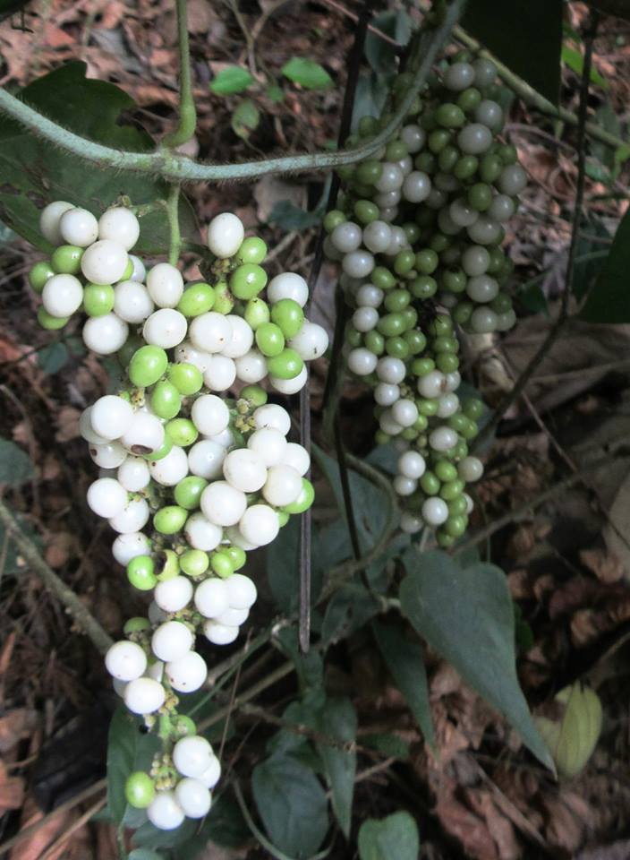 Cyclea peltata