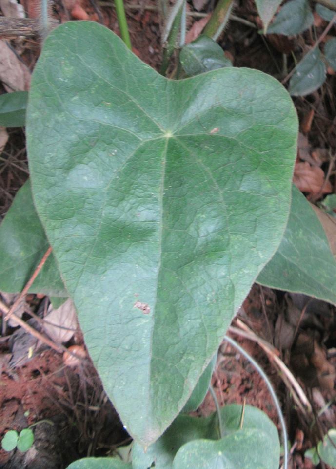 Cyclea peltata