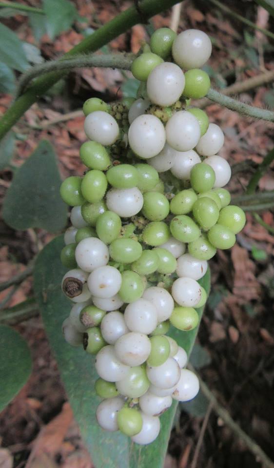 Cyclea peltata