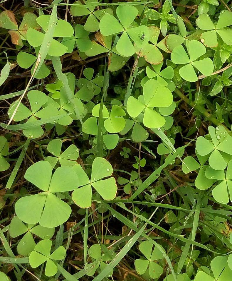 Marsilea quadrifolia