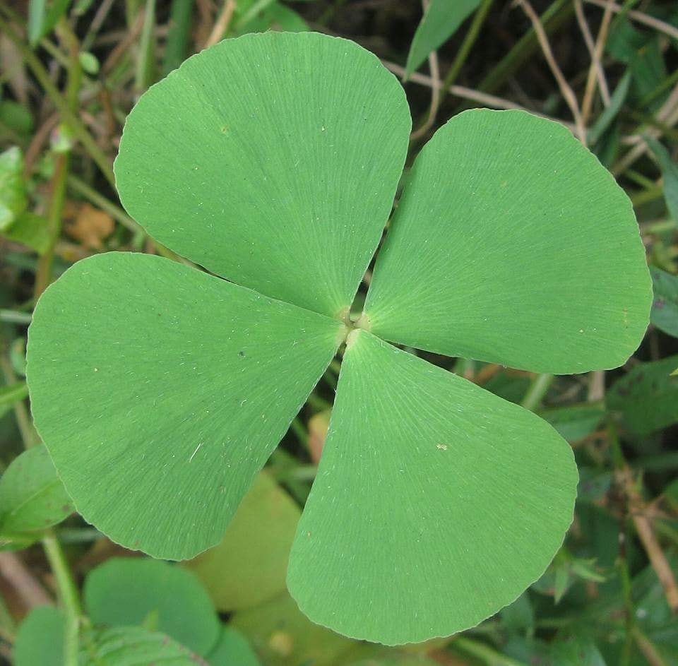 Marsilea quadrifolia