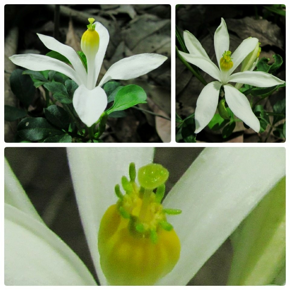 Naregamia-alata