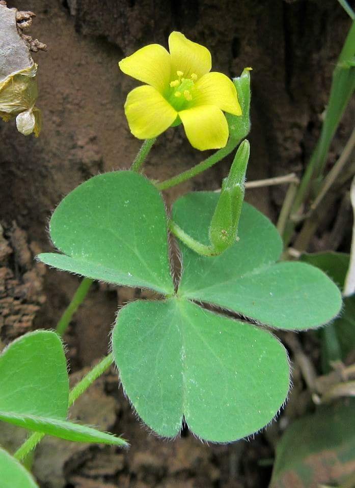 Oxalis-corniculata
