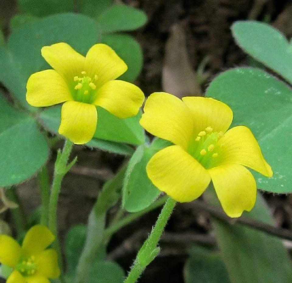 Oxalis-corniculata