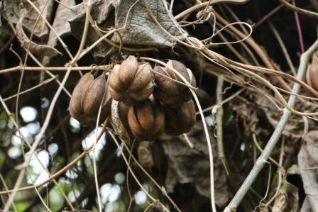 Aristolochia-indica-1.jpg Aristolochia-indica-1.jpg