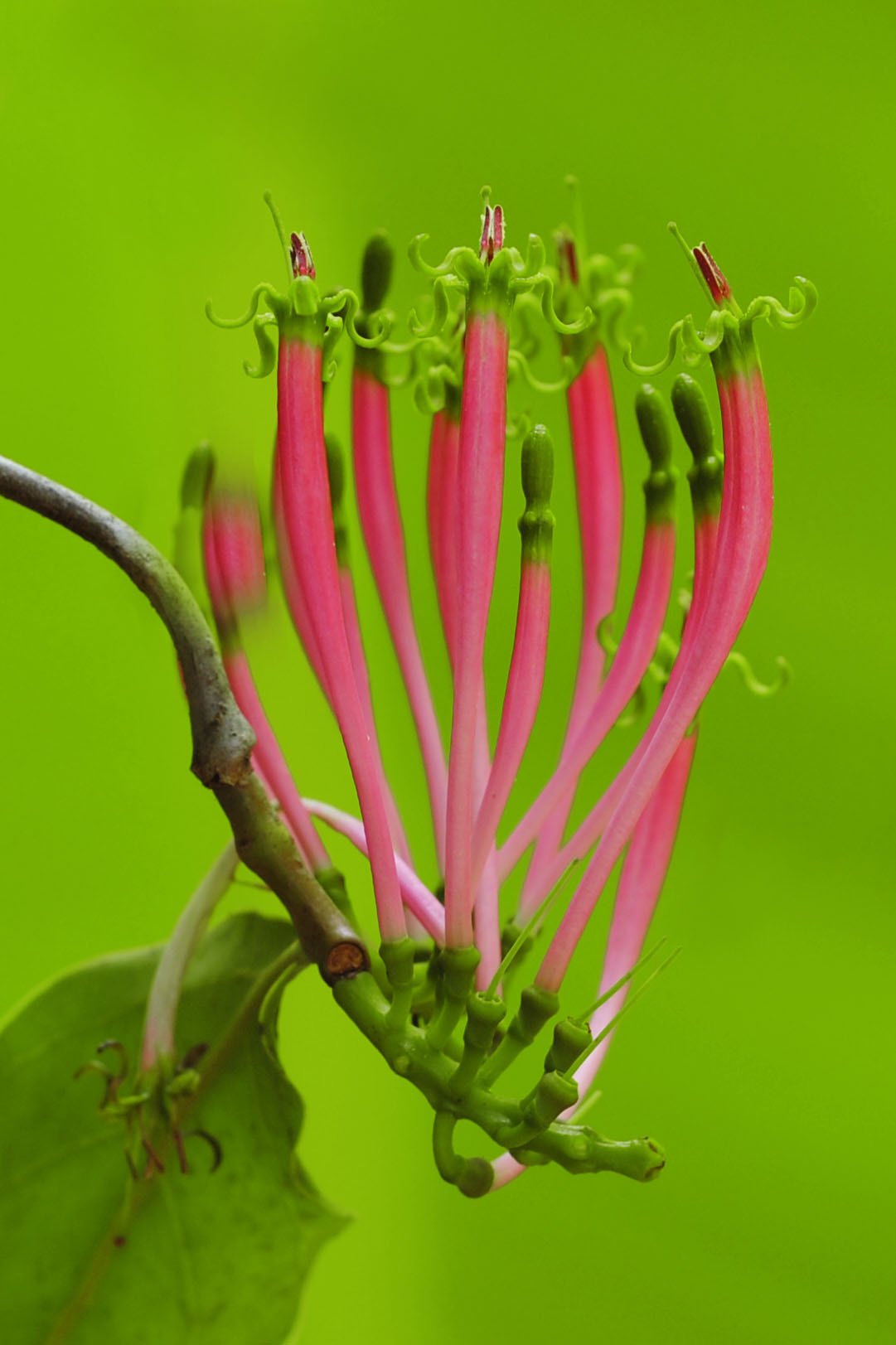 Dendrophthoe-falcata Dendrophthoe-falcata