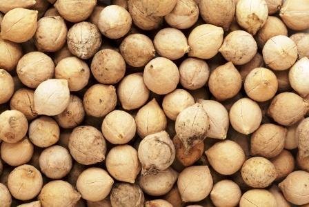 Putranjiva-roxburghii Putranjiva-roxburghii