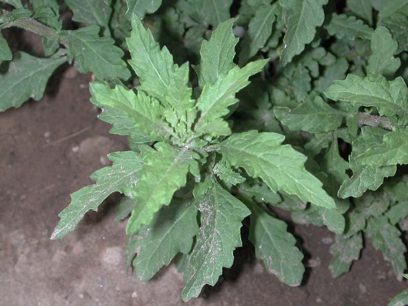 chenopodium-ambrosioides-1.jpg chenopodium-ambrosioides-1.jpg