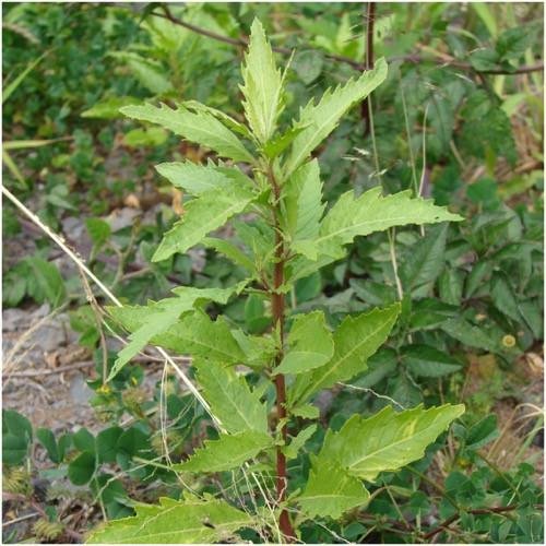 chenopodium-ambrosioides-2 chenopodium-ambrosioides-2