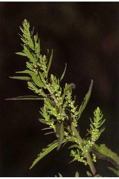 chenopodium-ambrosioides chenopodium-ambrosioides