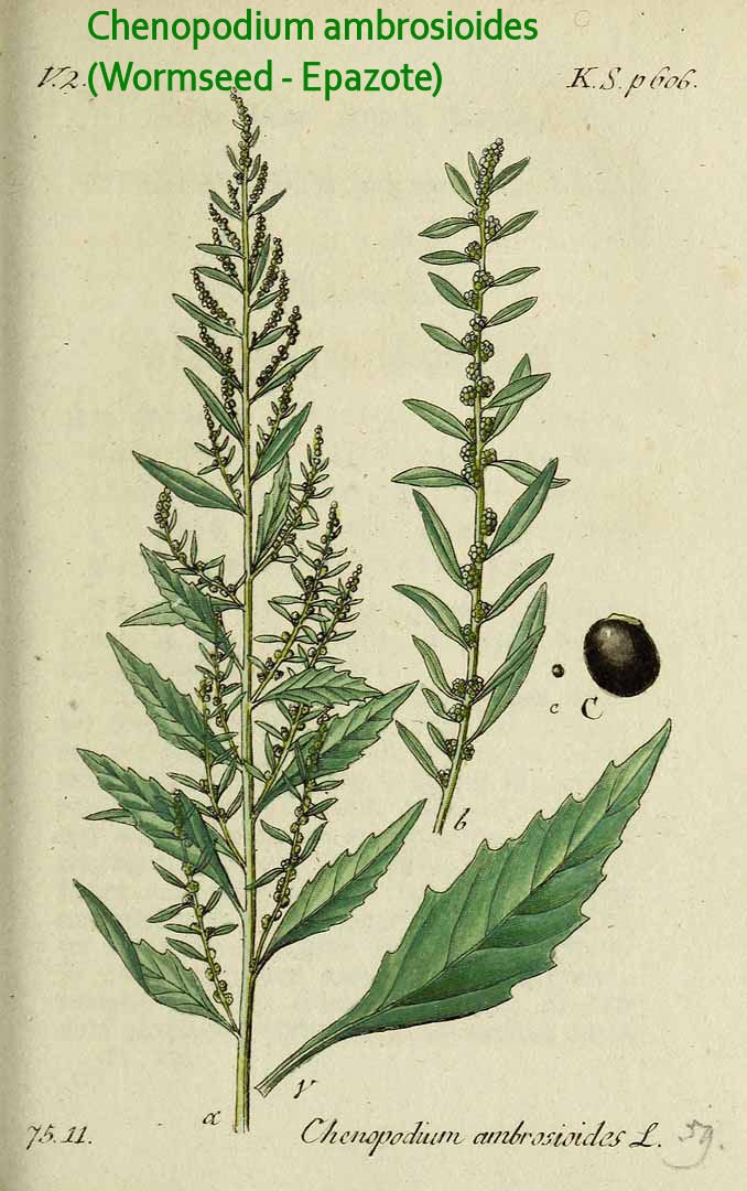 chenopodium-ambrosioides chenopodium-ambrosioides