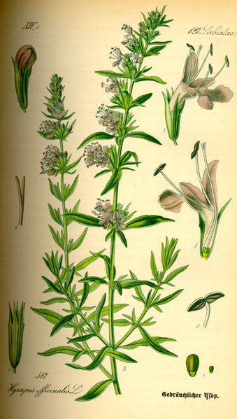 Hyssopus_officinalis0.jpg Hyssopus_officinalis0.jpg