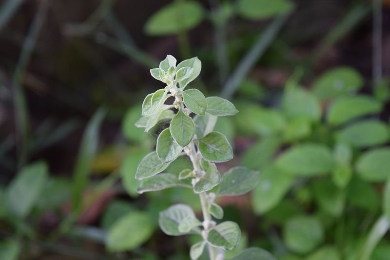 Aerva-lanata-2-kerala.jpg Aerva-lanata-2-kerala.jpg