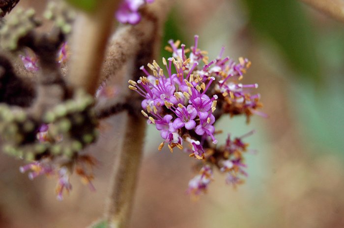 Callicarpa_macrophylla.jpg