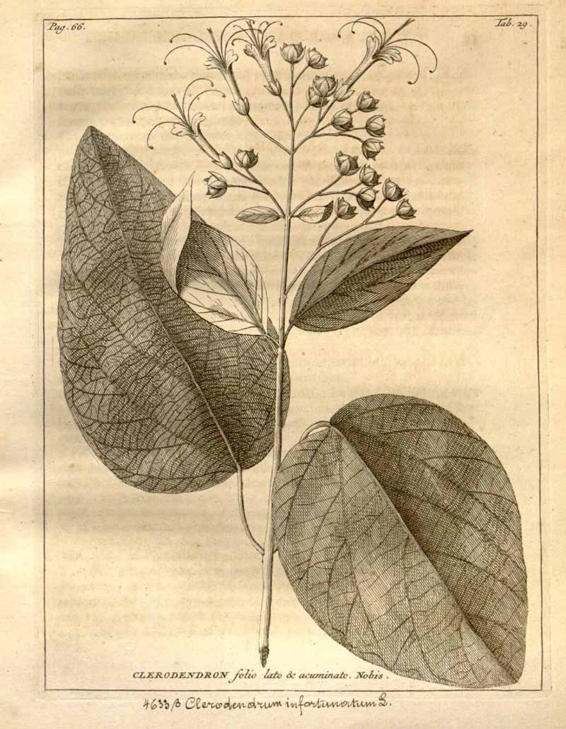Clerodendrum_infortunatum Clerodendrum_infortunatum