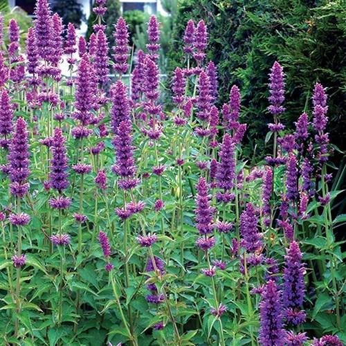 Hyssop_Lavender_grande.jpg Hyssop_Lavender_grande.jpg