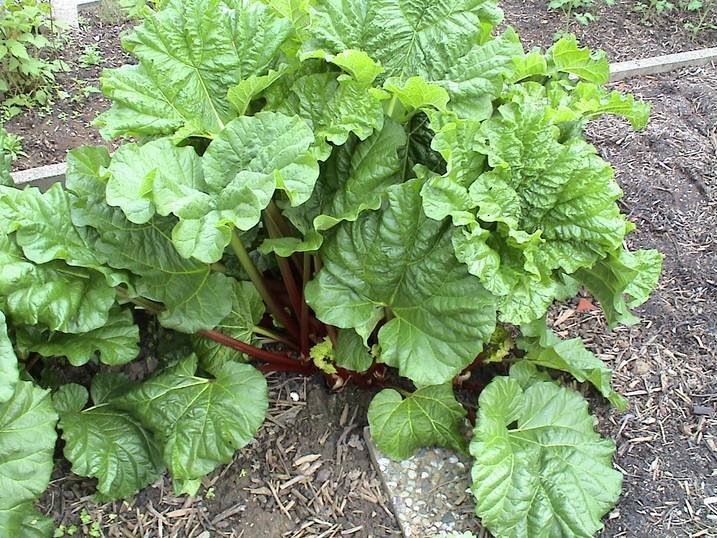 Rheum_emodii_2.jpg Rheum_emodii_2.jpg