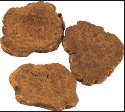 Rheum_emodii_3.jpg Rheum_emodii_3.jpg