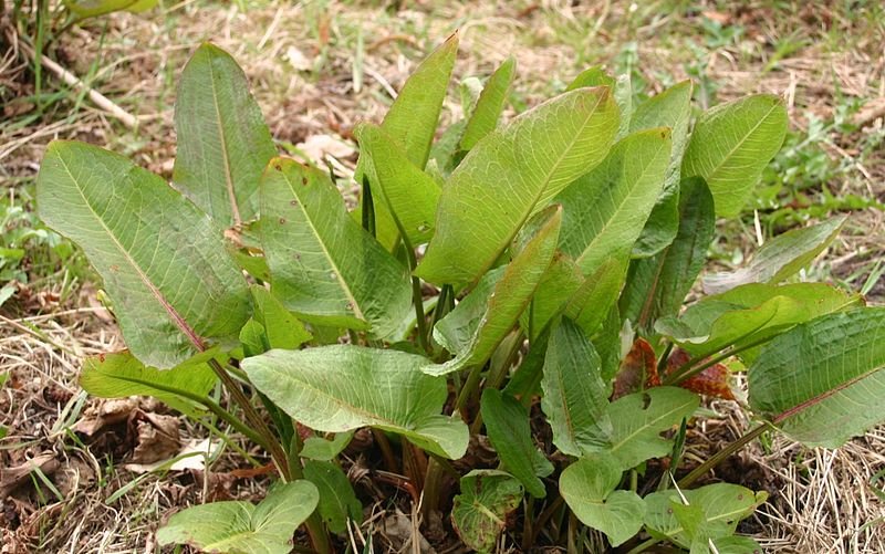 Rumex-obtusifolius-foliage.JPG