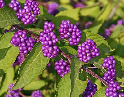 callicarpa-macrophylla