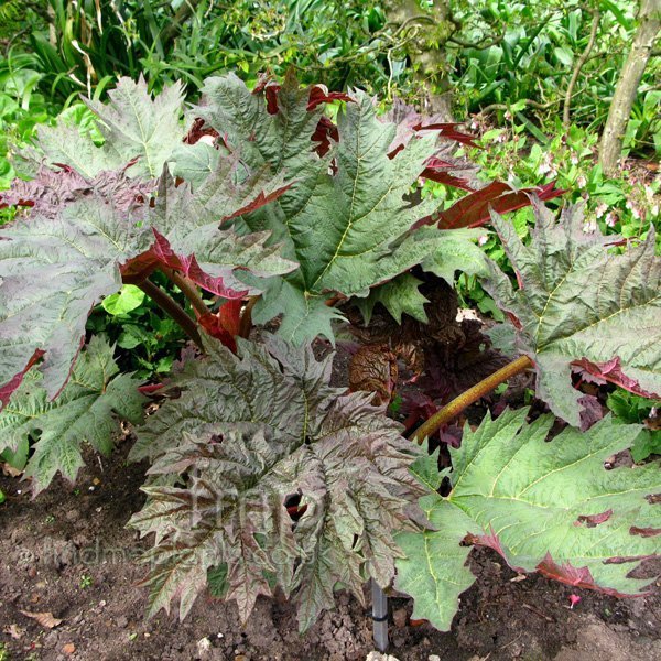 rheum_palmatum.jpg rheum_palmatum.jpg