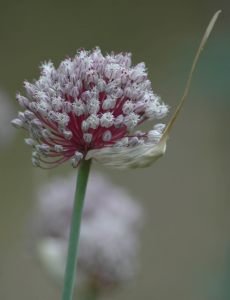 Allium Sativum Linn - Garlic-flower Allium Sativum Linn - Garlic-flower