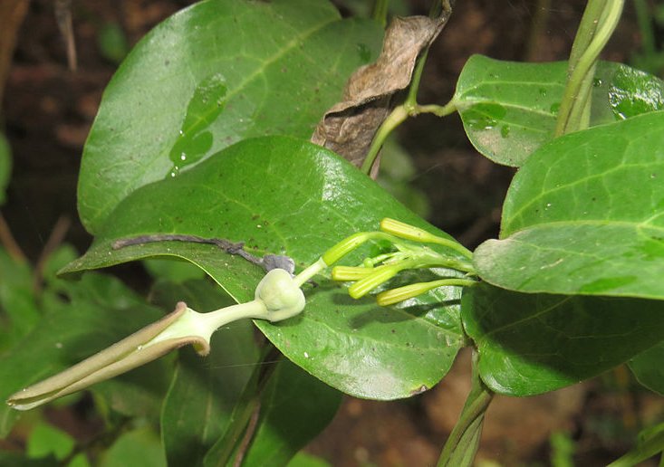 Aristolochia indica - Ishwari Aristolochia indica - Ishwari