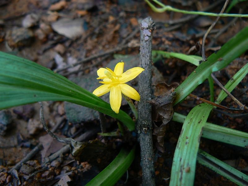 Curculigo orchioides - Black Musli Curculigo orchioides - Black Musli