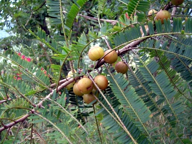 Emblica-officinalis