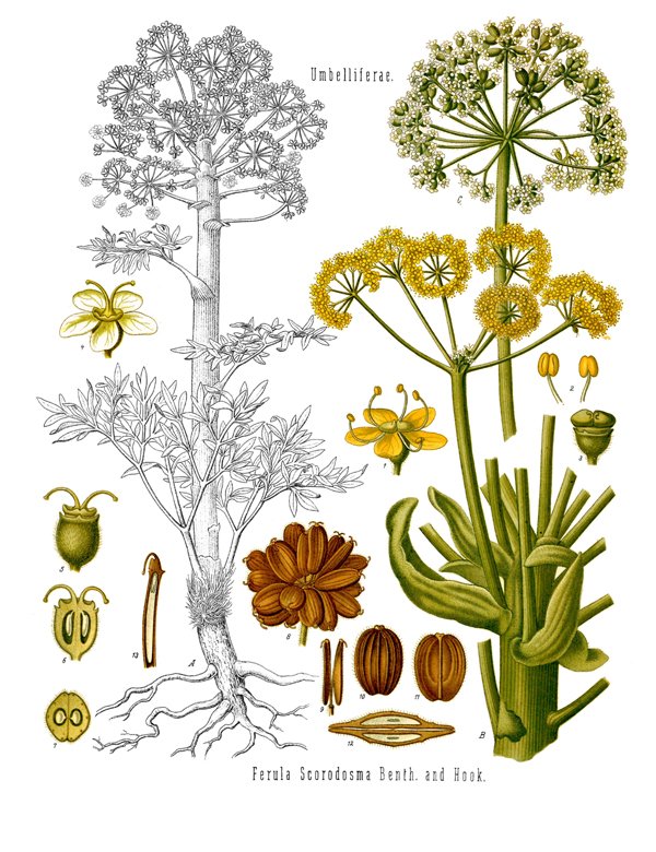 Ferula narthex