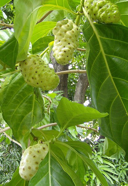 Morinda-citrifolia-Noni_fruit Morinda-citrifolia-Noni_fruit