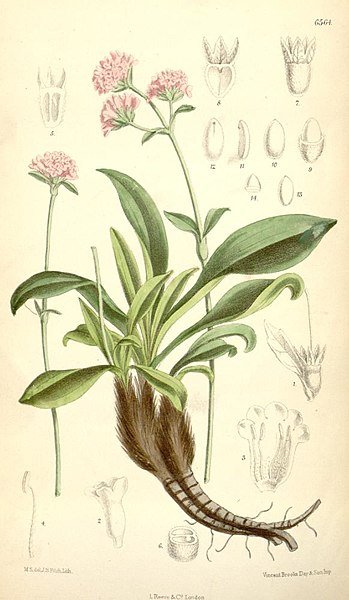Nardostachys Jatamansi Nardostachys Jatamansi