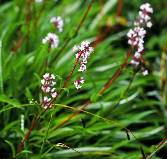Nardostachys-Jatamansi Nardostachys-Jatamansi